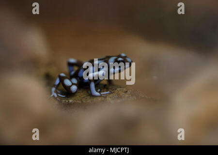 Marañón Pfeilgiftfrosch aus Nordosten Perus, Poison dart Frog, Excidobates mysteriosus Stockfoto