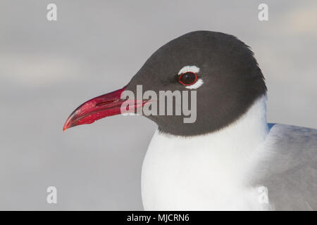 Eine Nahaufnahme eines erwachsenen Möwe lacht. Stockfoto