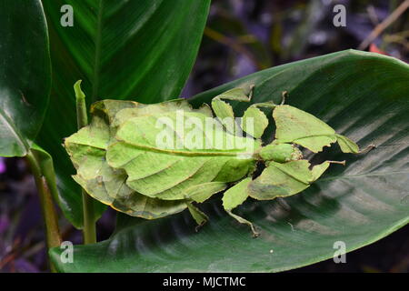 Riesige blatt Insekt sitzt auf einer Pflanze Blatt in den Gärten. Stockfoto