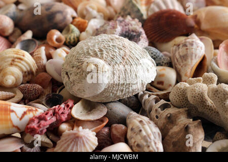 Sea Shell Collection Stockfoto