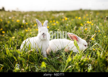 Zwei lustige weiße Kaninchen im Gras Stockfoto