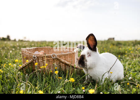 Ein Blick auf ein weißen Kaninchen auf einem grünen Rasen Stockfoto