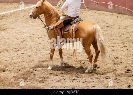 Mexikanischen charro zu Pferd eine lasso Trick, charreria, Charro Stockfoto