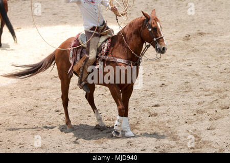 Mexikanischen charro zu Pferd eine lasso Trick Stockfoto