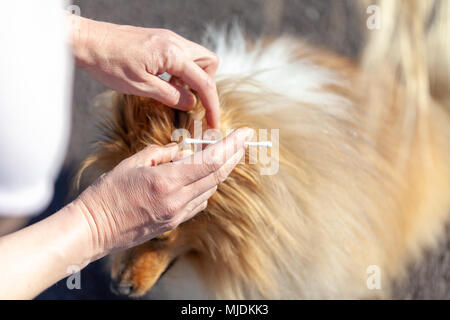 Eine Person gereinigt ein Ohr von einem Shetland Sheepdog Stockfoto