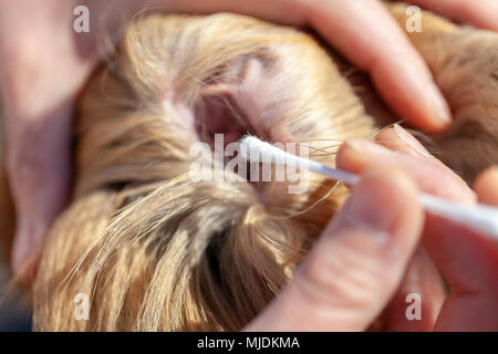 Eine Person gereinigt ein Ohr von einem Shetland Sheepdog Stockfoto