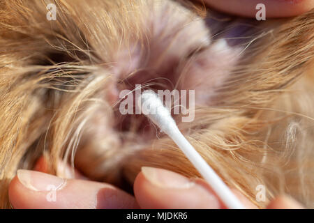 Eine Person gereinigt ein Ohr von einem Shetland Sheepdog Stockfoto