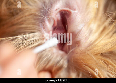 Eine Person gereinigt ein Ohr von einem Shetland Sheepdog Stockfoto