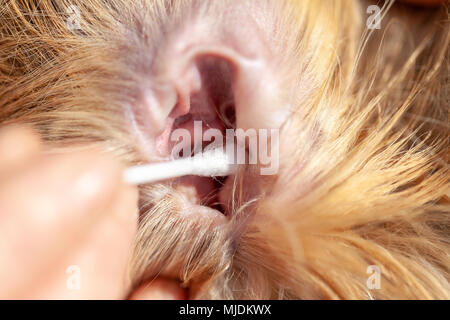 Eine Person gereinigt ein Ohr von einem Shetland Sheepdog Stockfoto