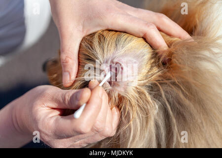 Eine Person gereinigt ein Ohr von einem Shetland Sheepdog Stockfoto