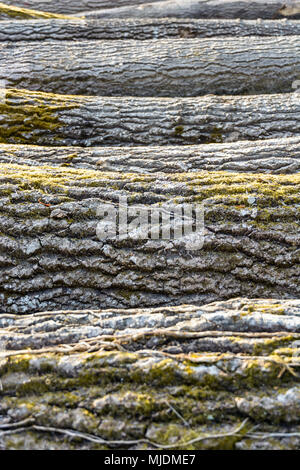 Seitliche Sicht auf mehrere Oak Tree trunks aufgereiht auf dem Boden mit einer geringen Tiefenschärfe und selektiven Fokus auf der Rinde und Moos. Stockfoto