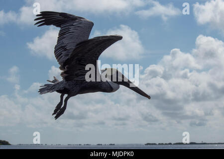 Schöne braune Pelikan zeigt seine langen Schnabel. Dieses schöne nordamerikanischen Vogels feeds durch Tauchen in Wasser und fangen ihre Beute in seiner Kehle Beutel. Stockfoto