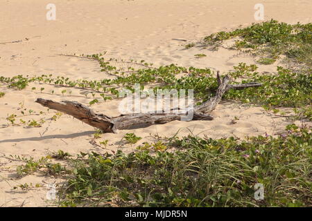 Drift wood unter Strand Vegetation. Ipomoea. Brasilien. Stockfoto