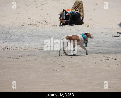 Hund zu Fuß am Strand trägt einen Schal. Praia do Rosa, Brasilien Stockfoto