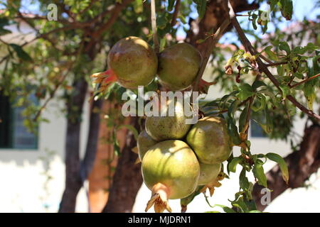 Granatäpfel am Baum. Punica granatum Stockfoto