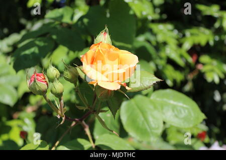Bi-rosa gefärbt. Gelbe Rose mit roten Spitzen. Vancouver, BC, Kanada Stockfoto
