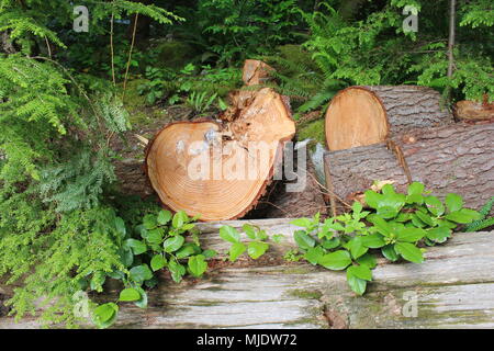 Baumstamm Schnitt zu Schichten und die Alter zeigen. Capilano Park, Vancouver, BC, Kanada. Stockfoto