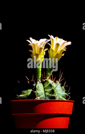 Cactus flower blühen auf schwarzem Hintergrund Stockfoto