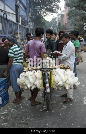 Huhn in Kolkata, Indien auf der Straße Stockfoto