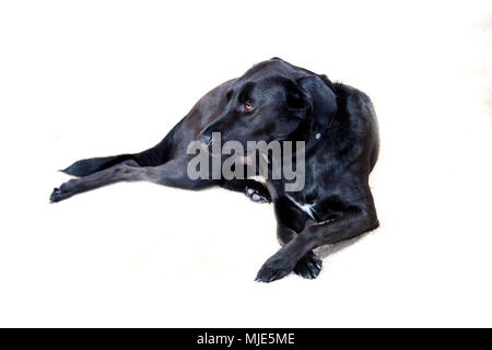 Ein schwarzer Labrador Retriever entspannt auf ein komplett weißes studio Hintergrund. Stockfoto