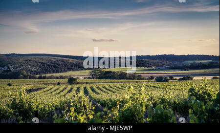 Jungen Reben im Frühjahr Stockfoto