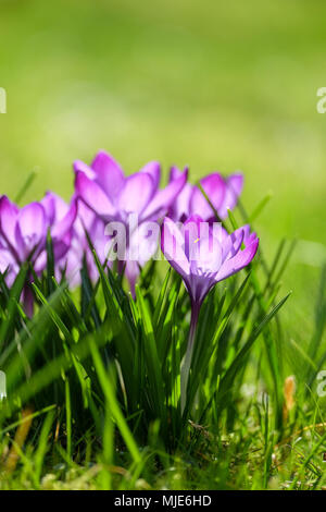 Lila Krokusse auf der Wiese, verschwommen grünen Hintergrund Stockfoto