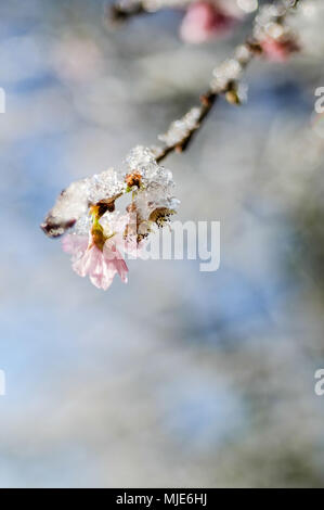 Nahaufnahme, Zweig mit schneebedeckten und vereisten rosa Pflaume Blüten Stockfoto