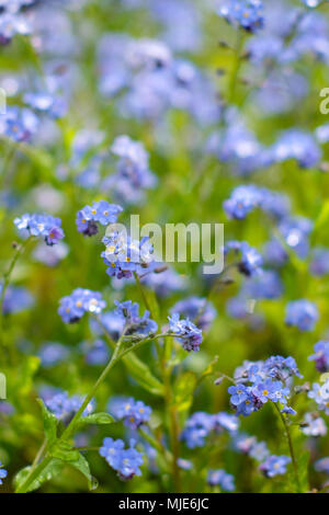 Frühling Magie in Blau, Vergissmeinnicht auf einer Wiese Stockfoto