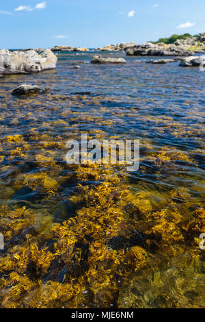 Algen an der Küste vor Bølshavn, Europa, Dänemark, Bornholm, Bølsbakke, Stockfoto