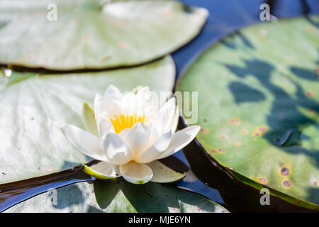 Seerose (Nymphaea) auf einem kleinen See in Paradisbakkerne, Europa, Dänemark, Bornholm, Stockfoto