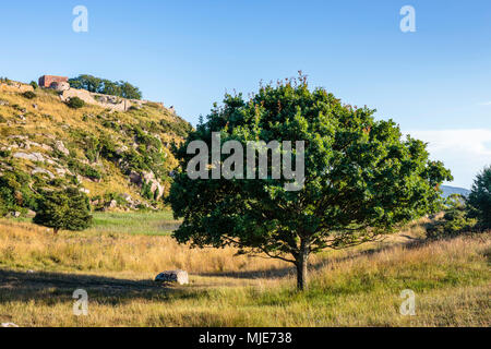 Die Vegetation an der Küste direkt unterhalb der Ruine Hammershus, Europa, Dänemark, Bornholm, Stockfoto