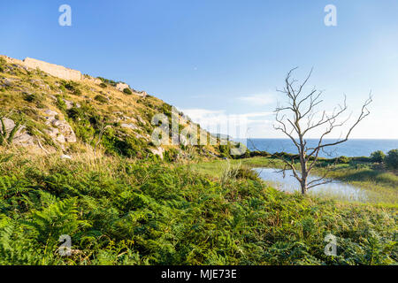 Die Vegetation an der Küste direkt unterhalb der Ruine Hammershus, Europa, Dänemark, Bornholm, Stockfoto