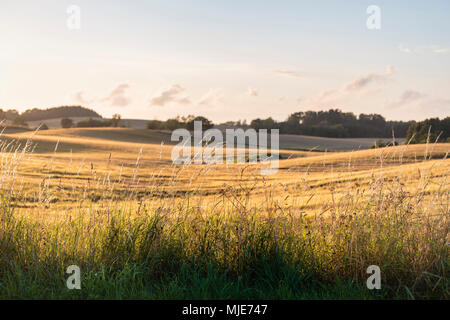 Bereich der reife Gerste (Hordeum vulgare) schließen Årsballein im Abendlicht, Europa, Dänemark, Bornholm, Stockfoto