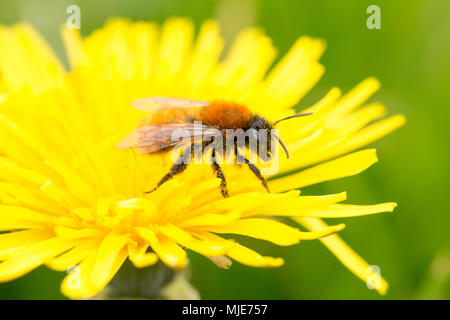 Ein tawny Bergbau Biene, Andrena fulva, auf einem Löwenzahn. Die Bienen nest U-Bahn verlassen kleine Dämme der Boden, wenn Sie die Verschachtelung Kammer auszugraben. Nort Stockfoto