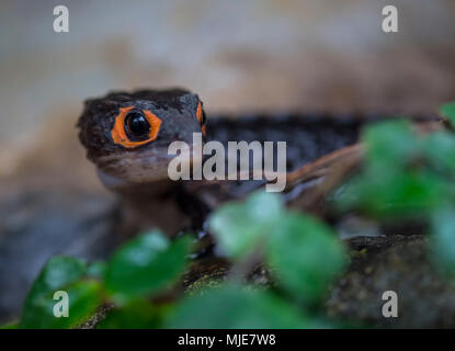 Red-eyed Krokodil Wassermolche, Tribolonotus aus Buchsbaumholz, Captive Stockfoto