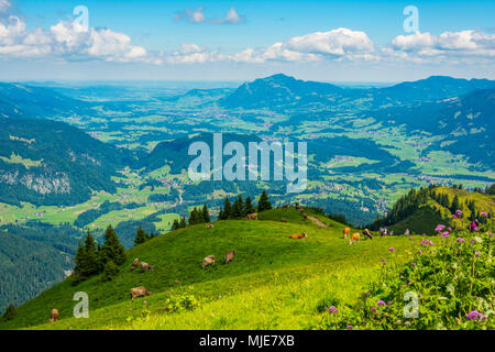 Wanderweg vom Fellhorn 2038 m, zum Söllereck, 1706 m, Illertal mit Grünten im Hintergrund, 1783 m, Allgäuer Alpen, Bayern, Deutschland, Europa Stockfoto