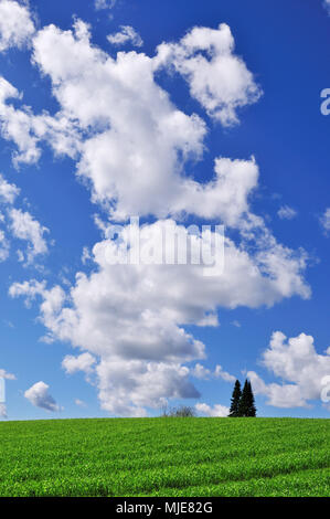 Ackerland mit Bäumen und cumulus Wolken im Himmel. Stockfoto