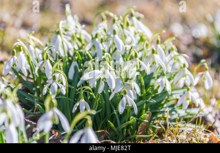 Blühende Schneeglöckchen im sonnigen Tag Stockfoto