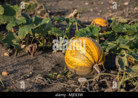 Kürbisse in Kürbis Feld, Weinviertel, Niederösterreich, Österreich Stockfoto