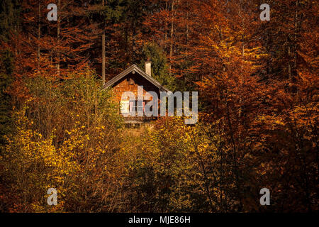 Eine kleine Holzhütte mitten im Wald, die im herbstlichen Licht leuchtet, Stockfoto