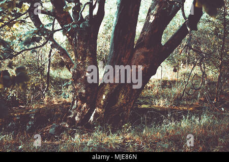 Herbst Landschaft, großer verzweigter Baum, Stockfoto