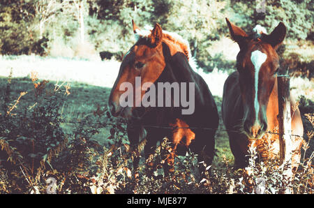 Zwei Pferde auf einer Wiese in den Bergen, Stockfoto