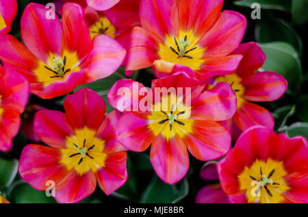 Tulip Blüten in rosa Magenta von der Ansicht von oben Stockfoto