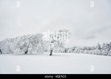 Snowy Ginster auf einem Hügel im Winter mit Fichtenwald und Sky Stockfoto