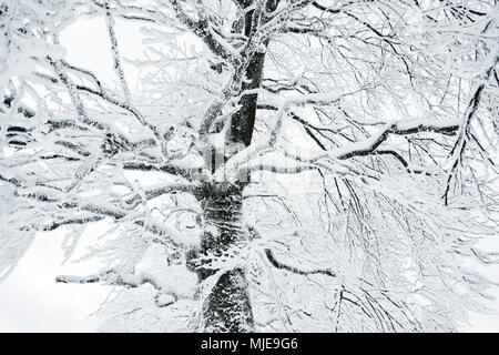 Verschneiter Baum im Winter mit vielen Ästen und Zweigen. Stockfoto