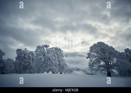 Snowy windswept Buche auf einem Hügel im Winter, Himmel mit dunklen Wolken Stockfoto