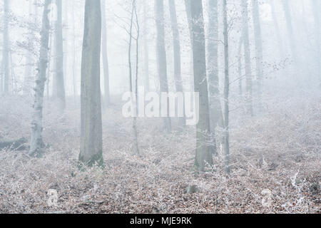 Wald mit Buchen im Winter, Raureif und Nebel, Stockfoto