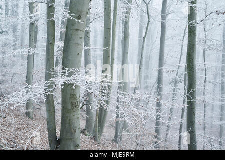 Wald mit Buchen im Winter, Raureif und Nebel, Stockfoto