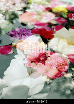 Fotomontage, Blumen, Wasser, Float, Detail, Blur, Stockfoto