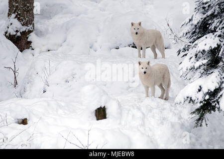 Arktische Wölfe (Canis lupus arctos) im Schnee Stockfoto
